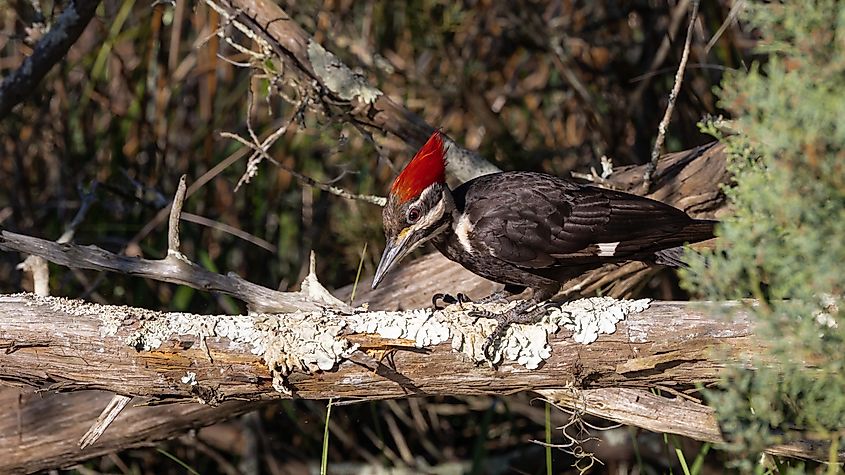 A ivory-billed woodpecker on old wood looking for food.