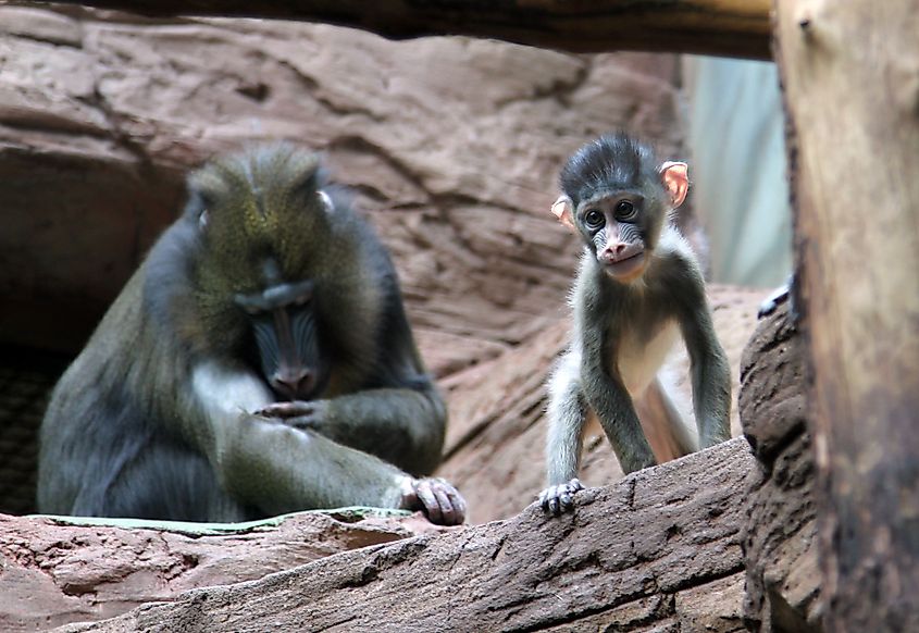 Baby Mandrill