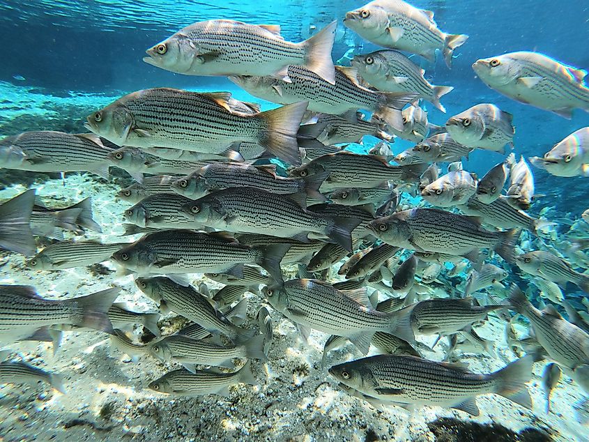 Atlantic Striped bass school at Silver Glen Springs Recreation Area