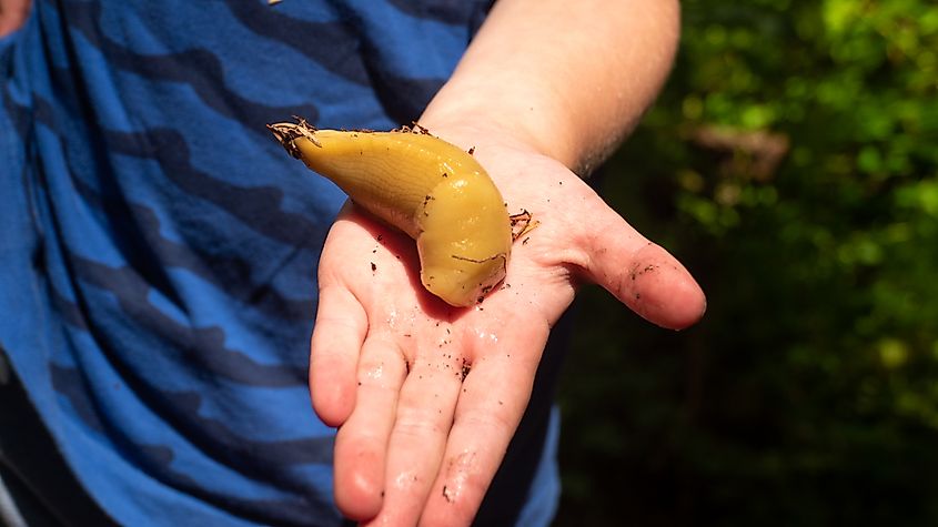 Close-up of little boy's hand holding banana slug.