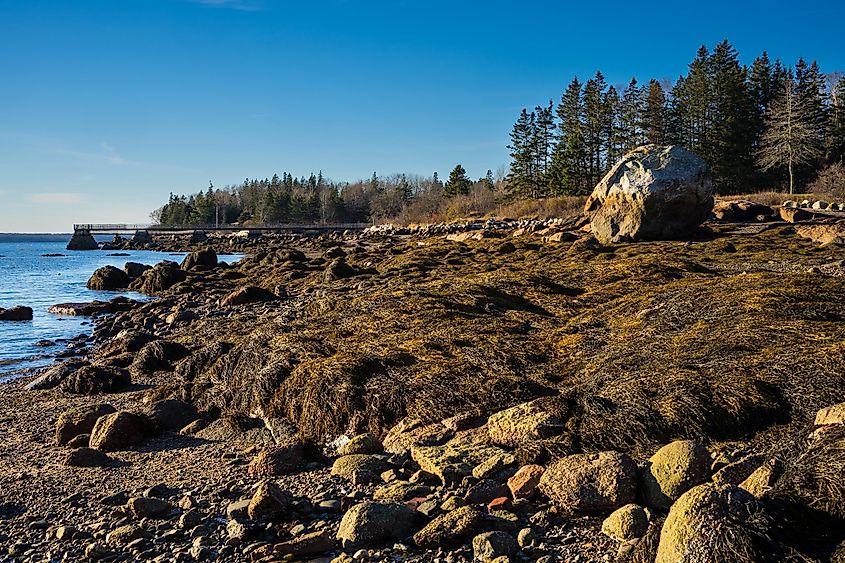 Coastline of Brooklin, Maine.