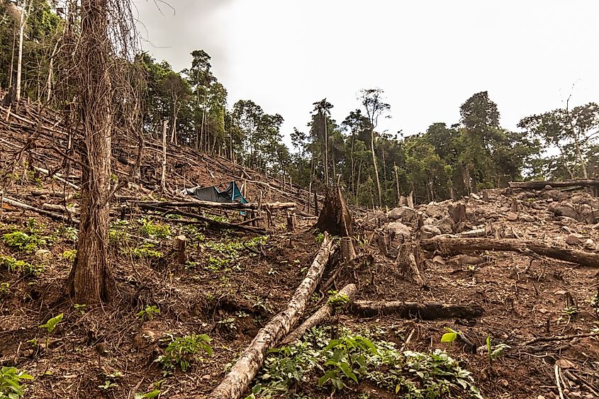 Rainforest deforestation is a major threat to sloths.