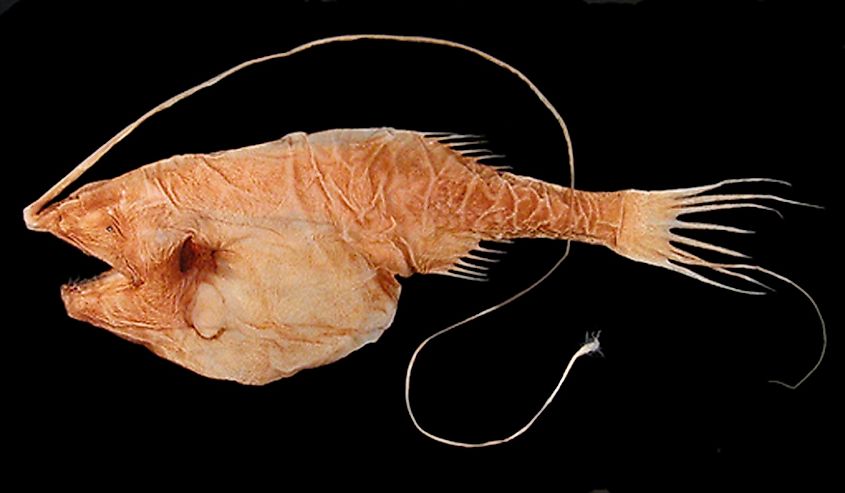Whipnose Anglerfish. 