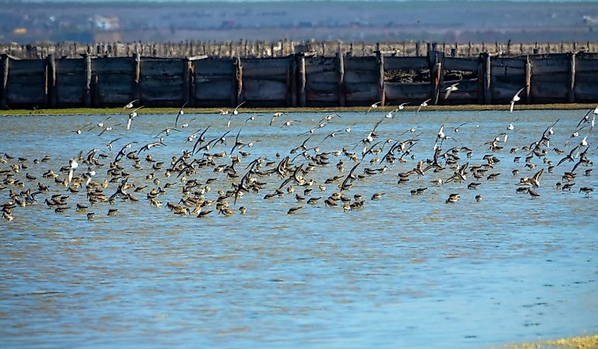 Bird migrations and stopovers. Feeding clusters of waders on wetlands