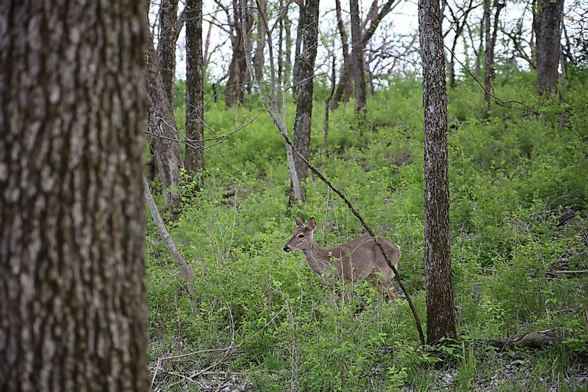 A deer walking in the forest at Ernie Miller Nature Center in Olathe, Kansas