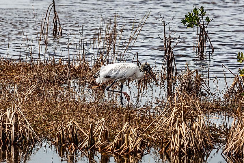 A wetland area with a stork.