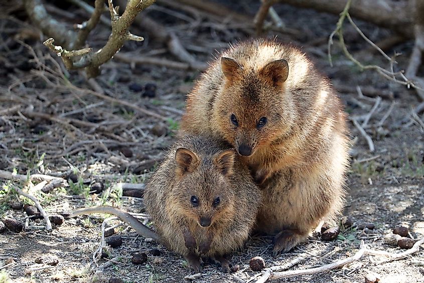 16 Animals That Live in Australia - WorldAtlas