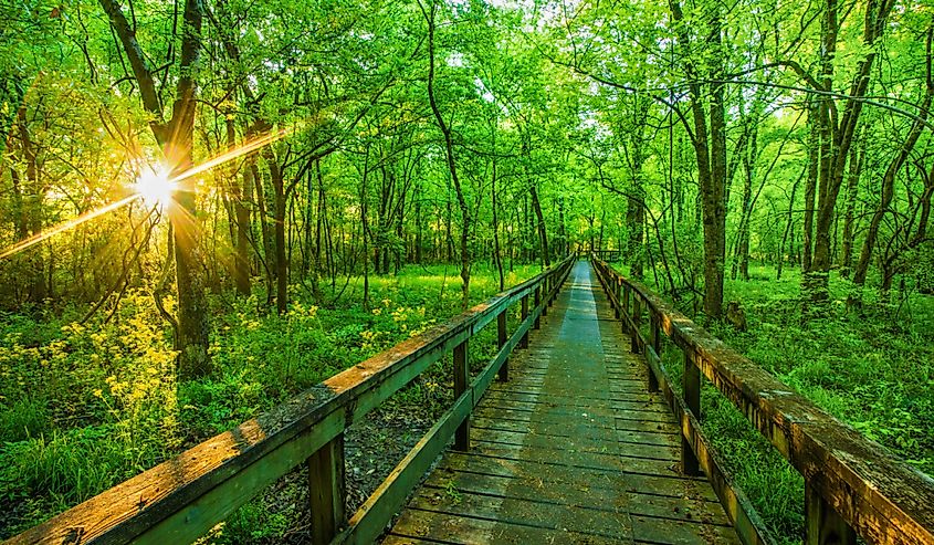 Sunrise on a hiking trail on the Natchez Trace Parkway,