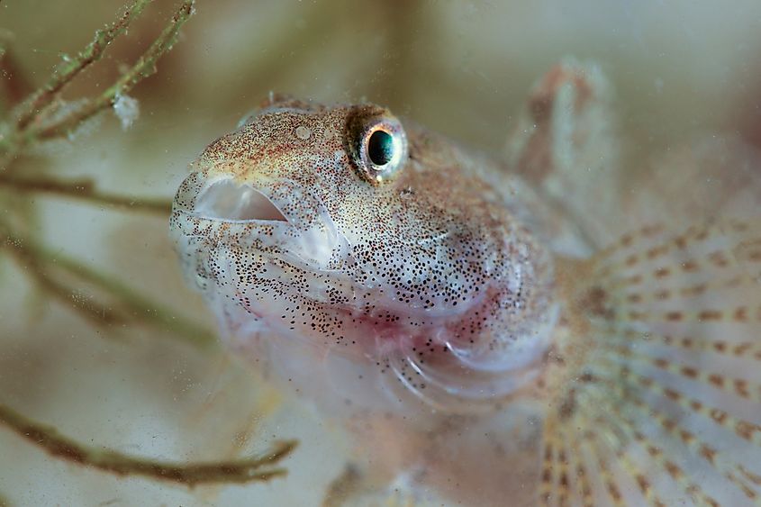 List of Euryhaline Organisms - WorldAtlas List of Euryhaline Organisms - WorldAtlas