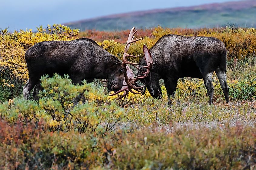Two bull moose spar in autumn in Denali National Park and Preserve, Alaska.
