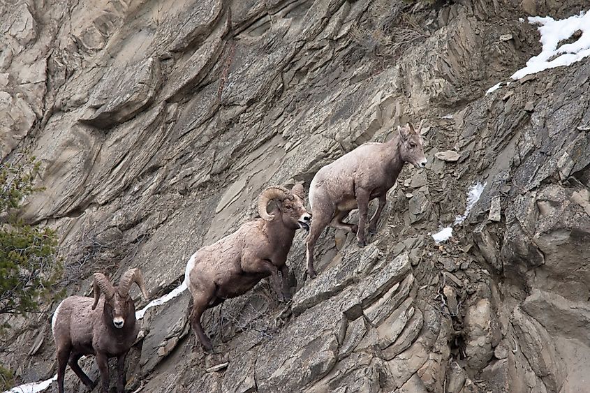 Bighorn sheep during winter in Yellowstone.