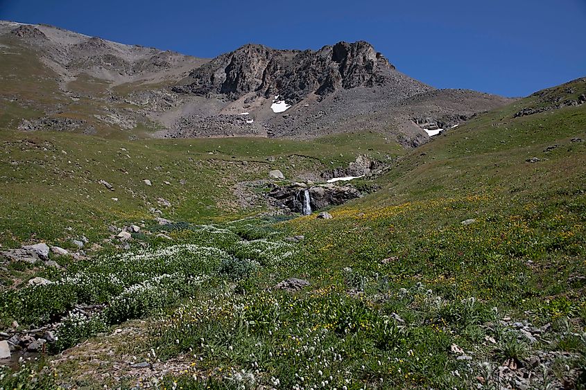 A typical alpine meadow in the San Juan Mountains, with wildflowers blooming in the late summer season. Image credit Brendan Cane