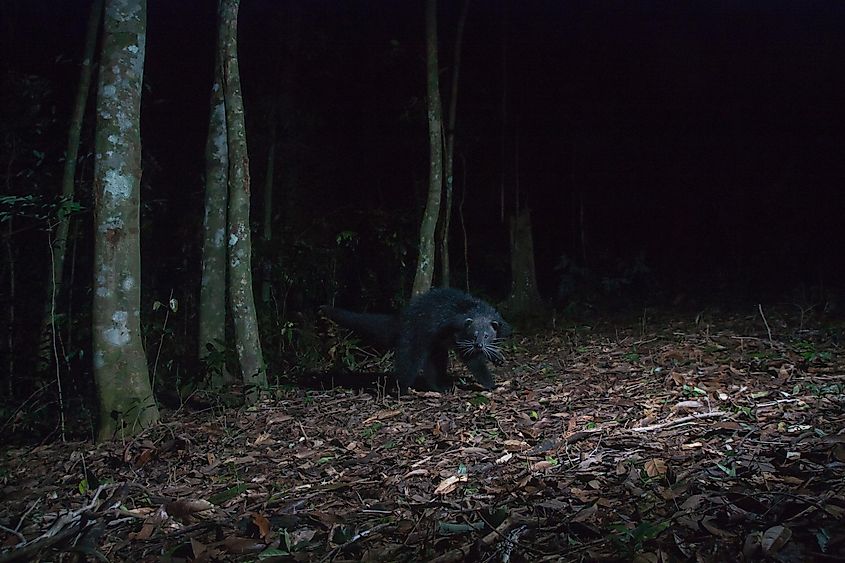 A binturong at night in the forest.