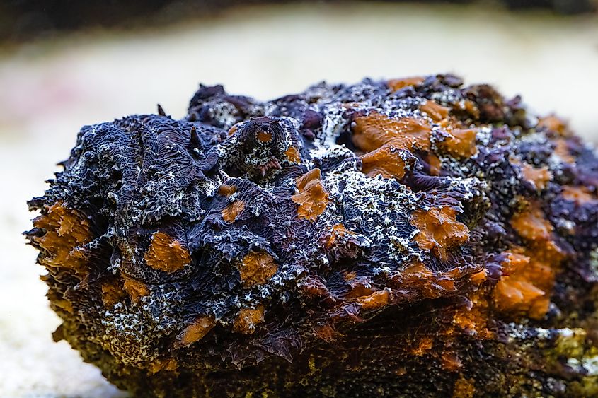 Synanceia verrucosa, the reef stonefish or simply stonefish, is venomous fish (Credit: Jiri Vlach via Shutterstock)