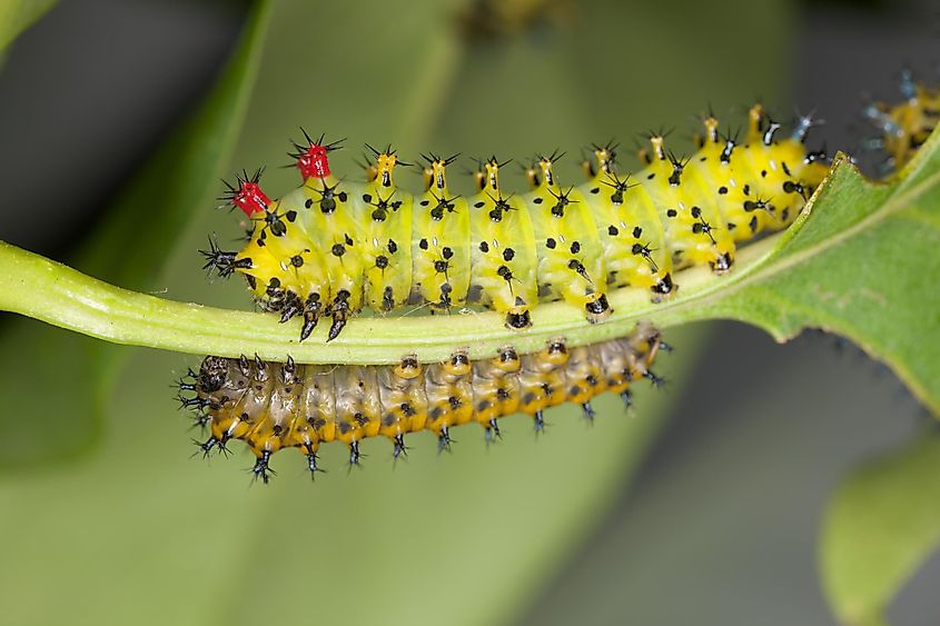 Cecropia caterpillars, 2nd and 3rd instars