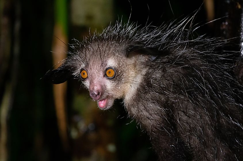 An aye-aye with a bewildered look.