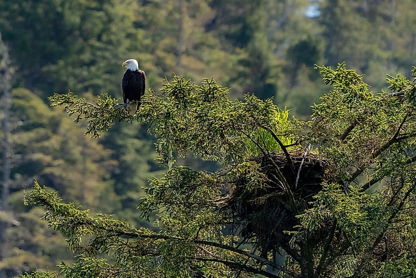 Bald eagle perched beside its nest high in an evergreen tree along the coast near Fin Island, Alaska.