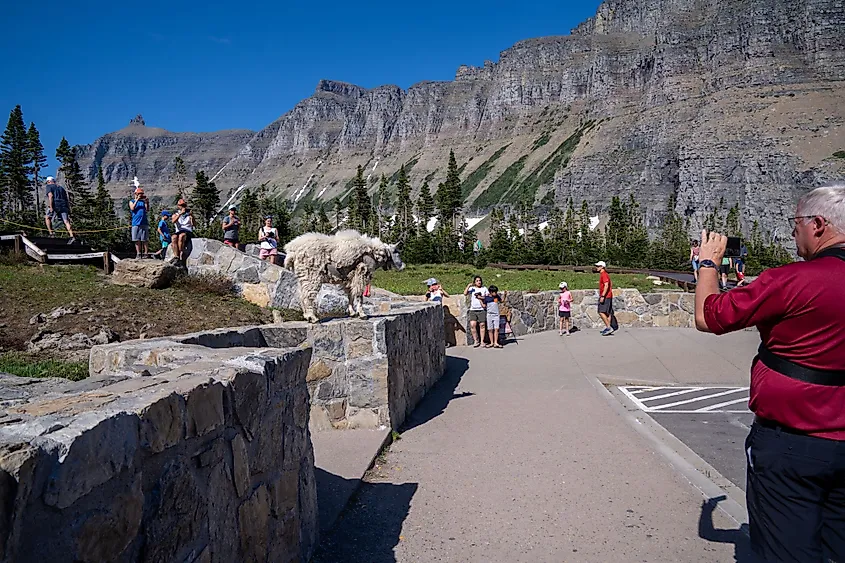 Mountain goat perched on a ledge as nearby tourists take photos, near Logan Pass, Glacier National Park, Montana