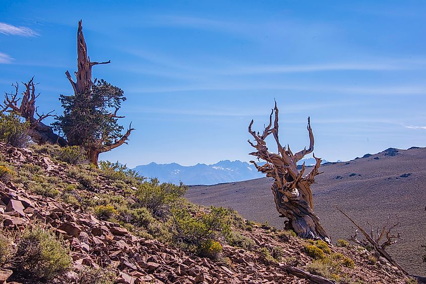 Ancient Bristlecone Pine Forest , California