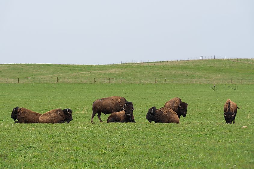Bison in the Nachusa Grasslands of Illinois.