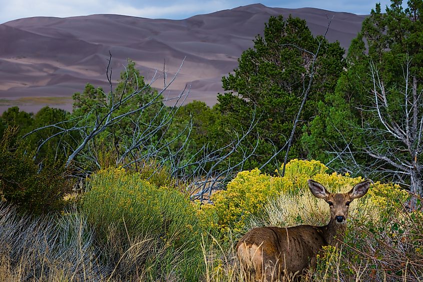 Great Sand Dunes National Park And Preserve