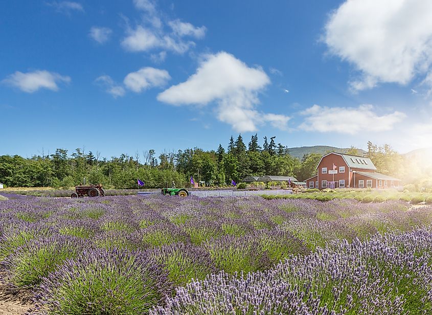 Lavender flower blooming scented field, Sequim, WA.