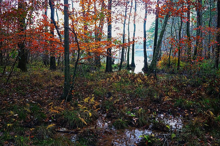 Roosevelt State Park, the perfect habitat for snakes.