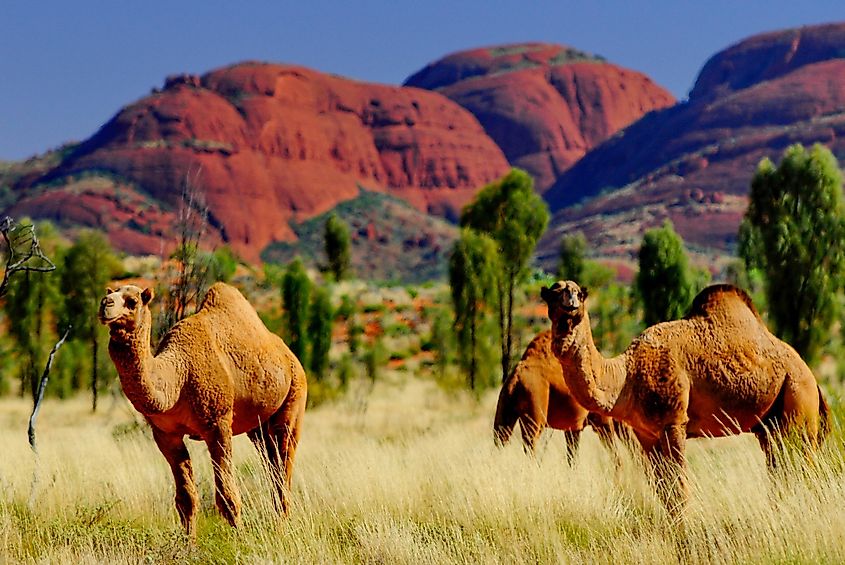 wildlife tour uluru