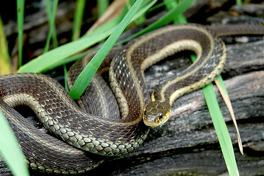 Eastern Garter Snake on Log.