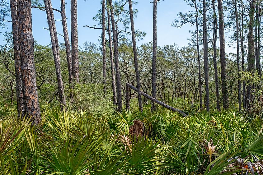Pine trees and palmettos along Pine Beach Trail in Bon Secour National Wildlife Refuge in Gulf Shores, Alabama.