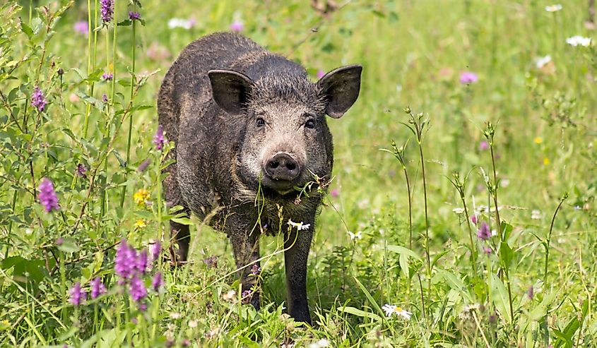 wild pig on a flower meadow (Carpathians, Ukraine)