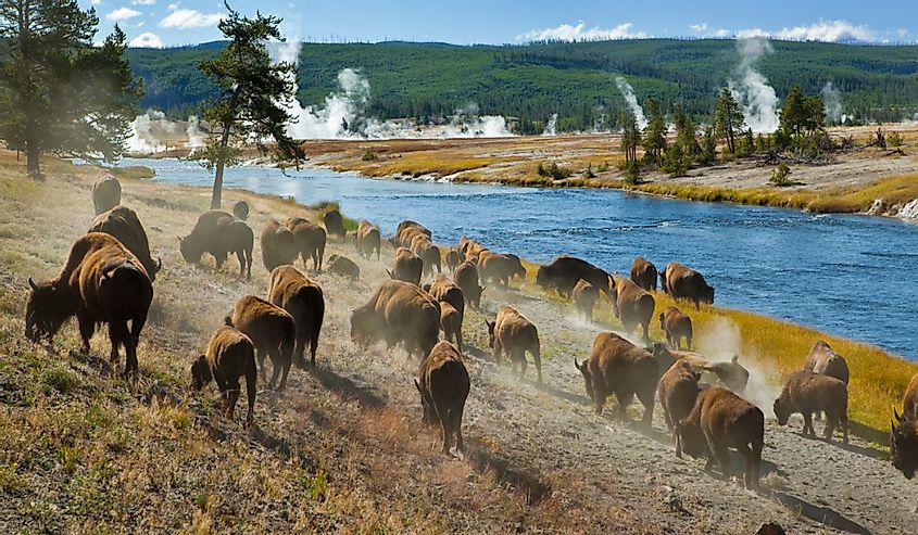 A herd of bison moves quickly along the Firehole River in Yellowstone National Park