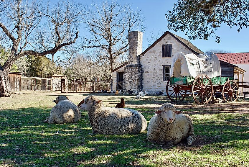 Sheep and a covered wagon at Lyndon B. Johnson State Park and Historic Site and the Sauer-Beckmann Farmstead, living history farm that presents rural Texas life as it was around 1918.