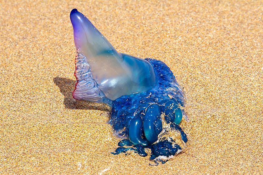 Cnidarian (Physalia physalis) on the sandy beach.