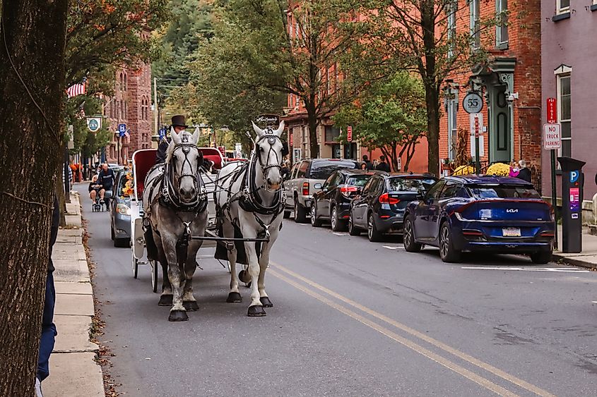 Two white horses pulling a buggy down the street. Jim Thorpe, PA.  Jim Thorpe, PA - United States - October 8, 2023