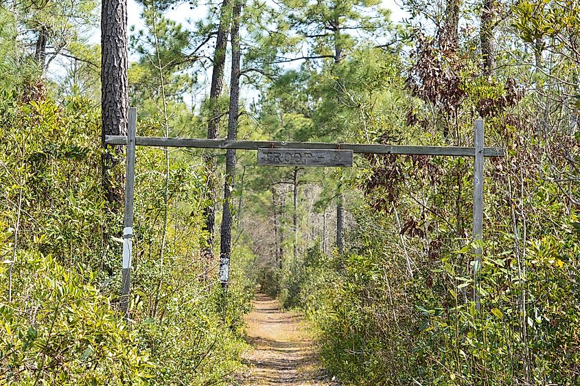 Walking Trail in Francis Marion National Forest in Mount Pleasant, SC