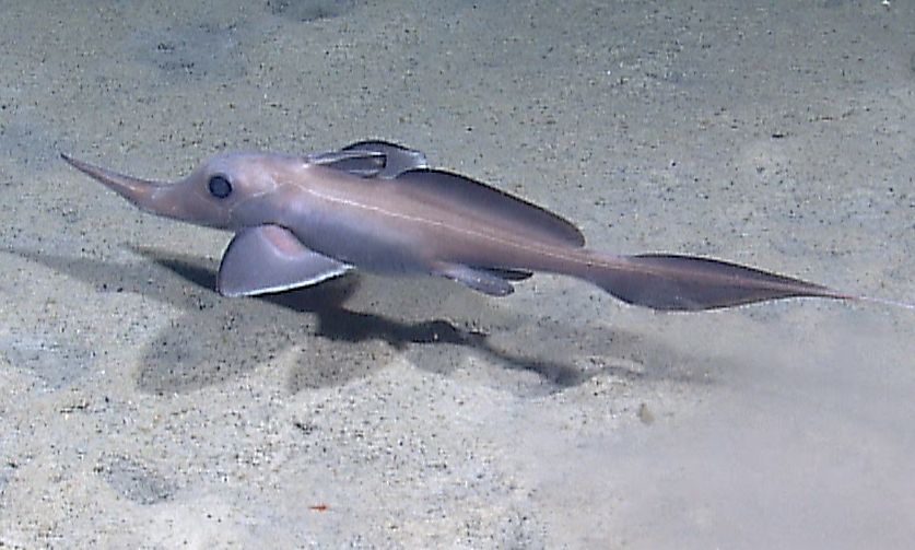 By NOAA Photo Library - expl8199, Public Domain, https://commons.wikimedia.org/w/index.php?curid=158655461