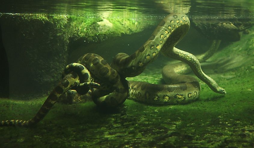 Green anaconda (Eunectes murinus) swimming underwater.