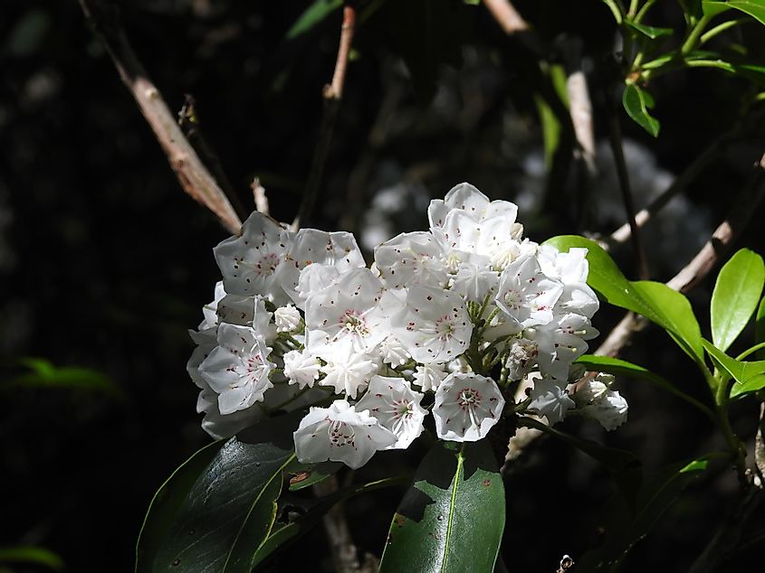 Mountain Laurel, Kalmia latifolia, bloomed in the Poconos Mountains, Pennsylvania.