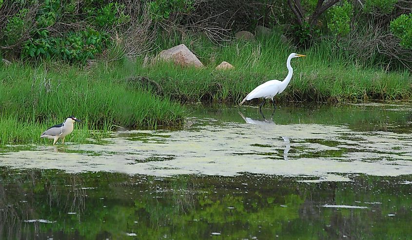 Snowy egret and heron searching for food at the water's edge on Block Island, Rhode island, USA