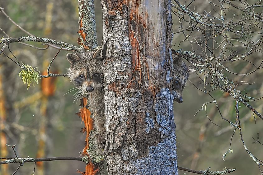 Raccoons climbing up a tree. 