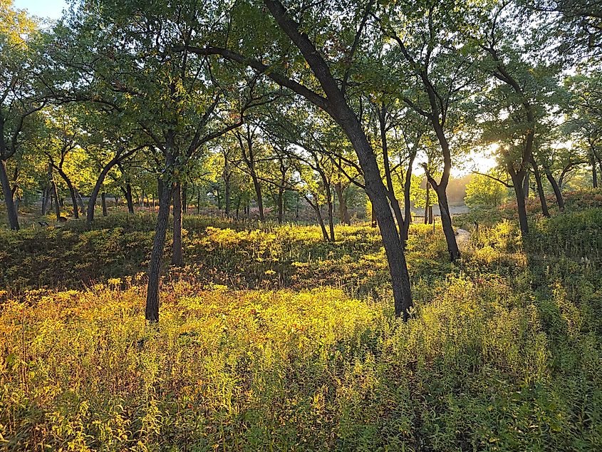 Black Oak Savanna at the Indian Dunes National Park
