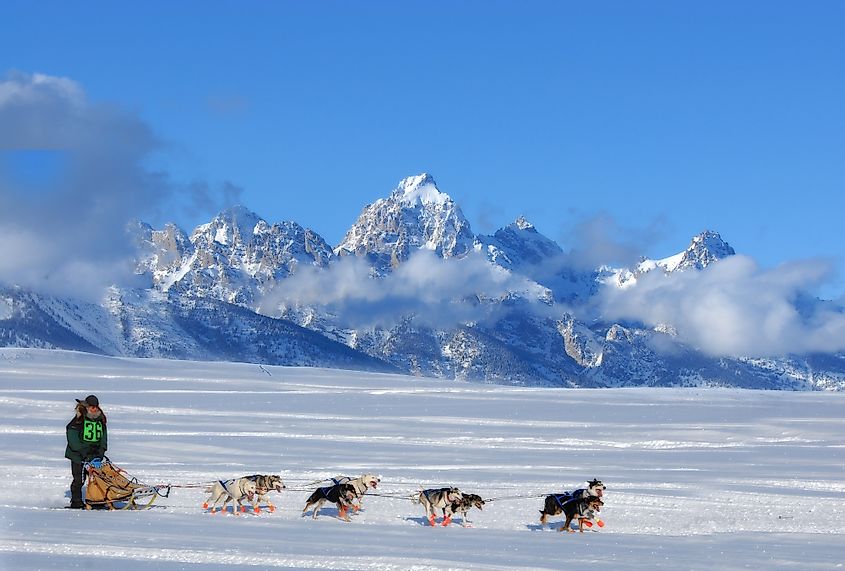 Anchorage dog sled race