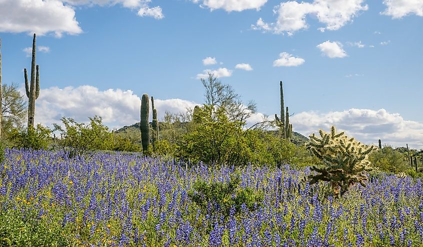 Blooming Flowers in the Sonoran Desert at Picacho Peak State Park