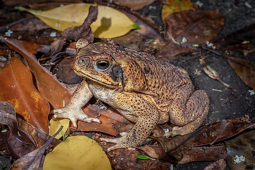 A cane toad on the forest floor in Queensland, Australia