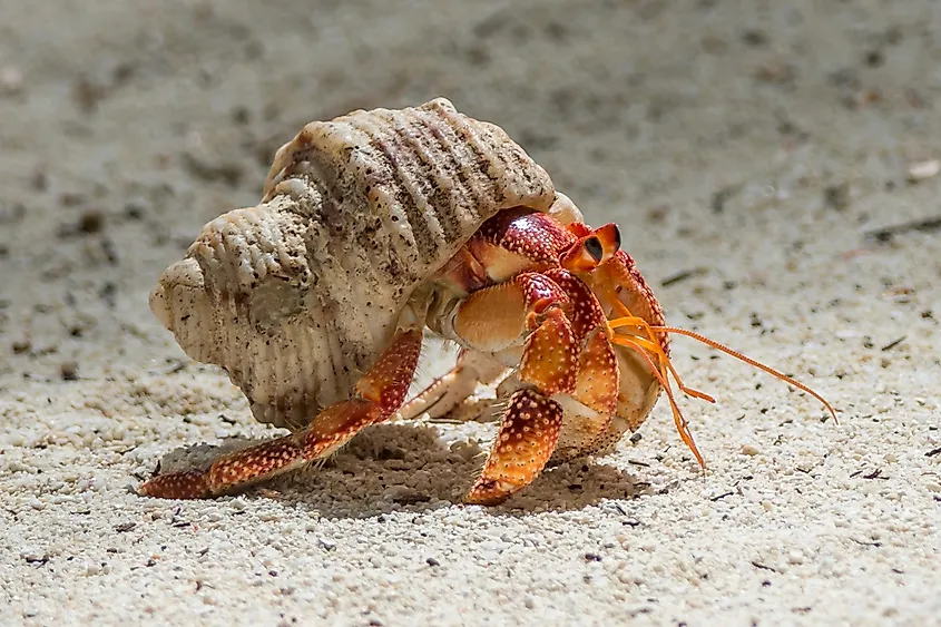 Hermit crab