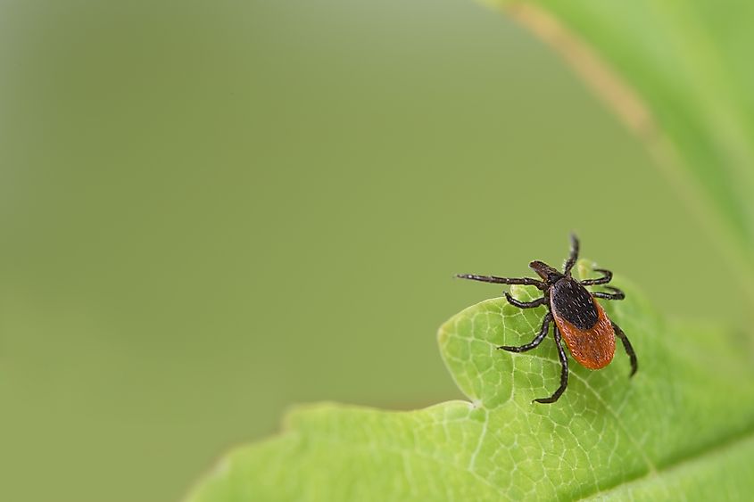 Parasitic deer tick (Blacklegged tick) waiting on green leaf.