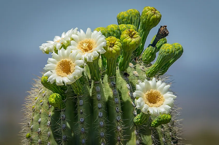 Saguaro cactus blossoms