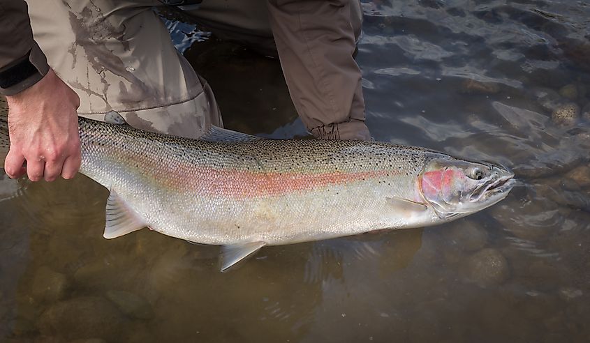 Beautiful pink steelhead, rainbow trout.