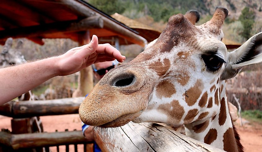 Giraffes at Cheyenne Mountain Zoo being pet by visitor